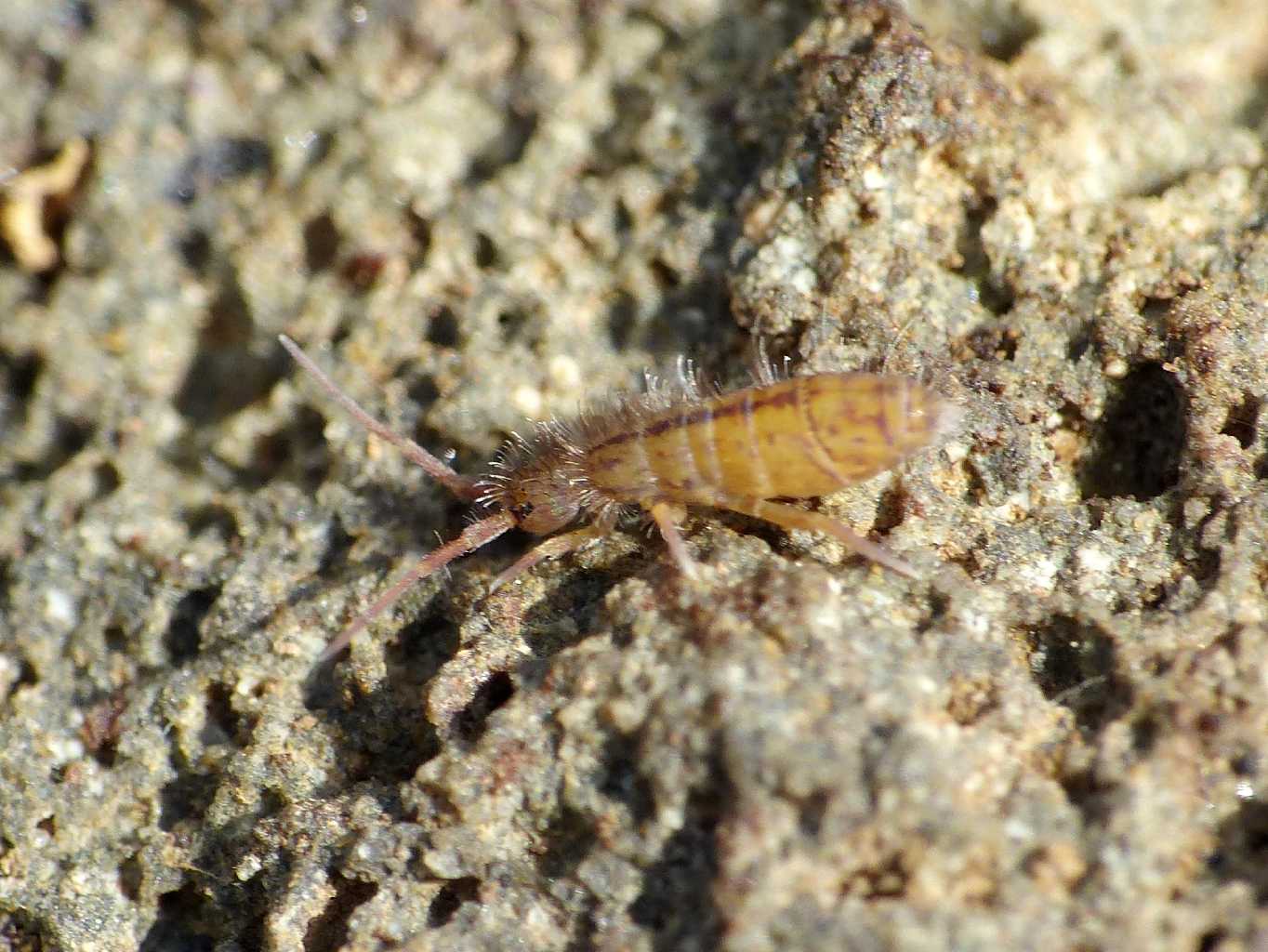 Orchesella villosa?